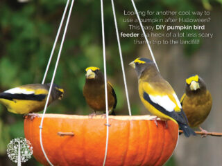 Pumpkin bird feeder.