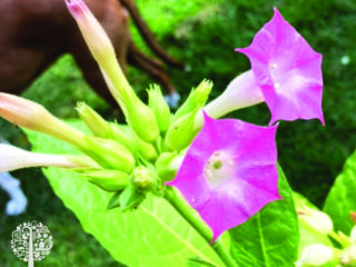 Tobacco flowers.