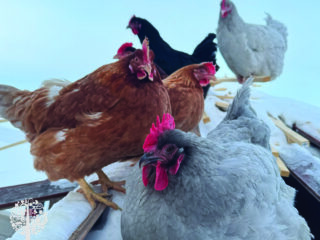 Chickens aid regenerative gardening.
