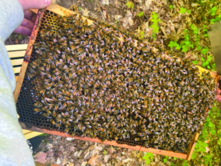 Honeybees for the regenerative homestead.