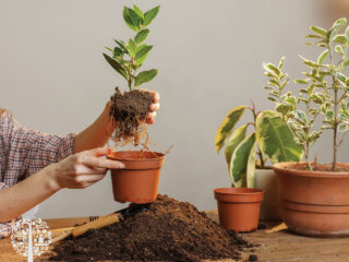 how to know when to repot a houseplant