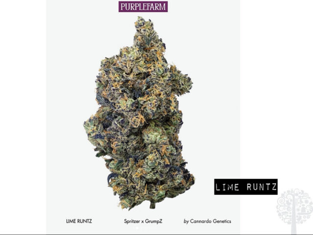 Lime Runtz by PURPLEFARM
