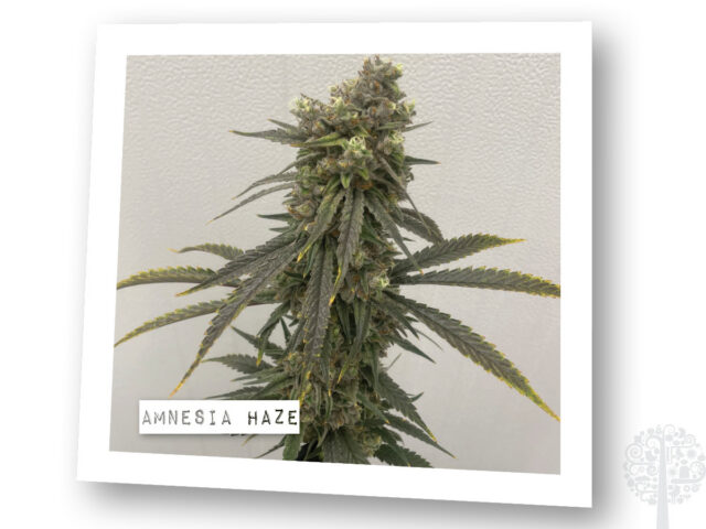 Amnesia Haze at Karma Cup