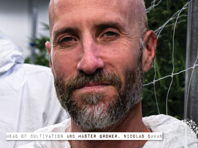 Nicolas Dahan - Vasco