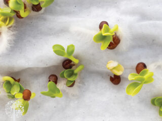 sprouting seeds