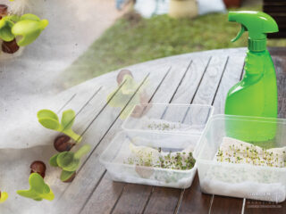 Seed germination test