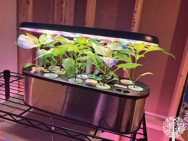 growing peppers in a countertop hydroponic system