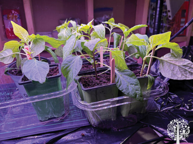 starting pepper seeds