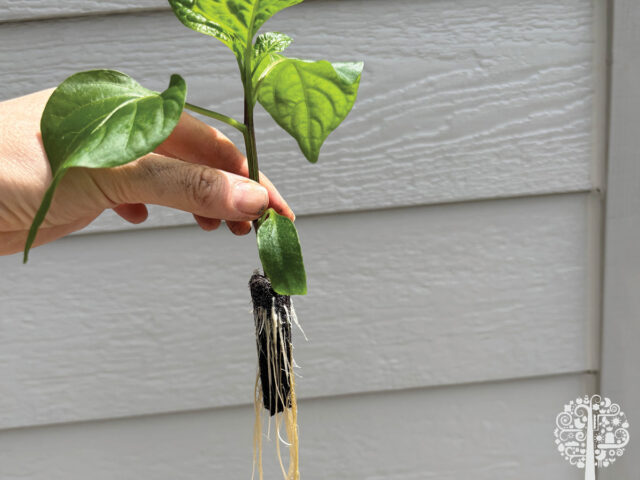 transplanting peppers