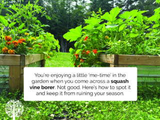Don't let the squash vine borer ruin your day!