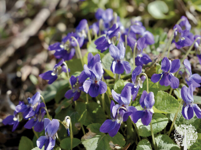how to grow sweet violets
