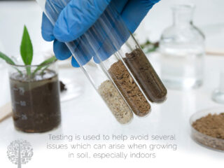 Here's how to test your indoor soil. 
