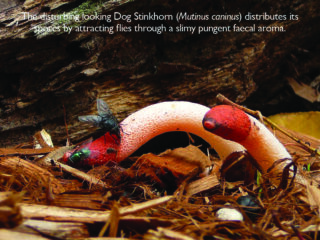 Mushrooms can appear suspicious. 