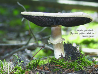Mushrooms also make delicious dinner guests. 