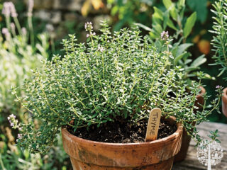 varieties of thyme