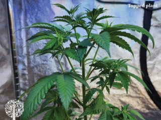 Topped plant