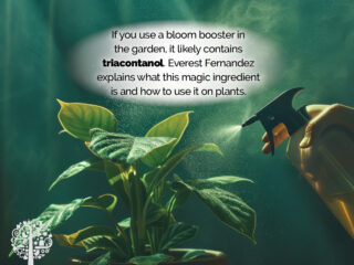 Does your bloom booster contain Triacontanol?