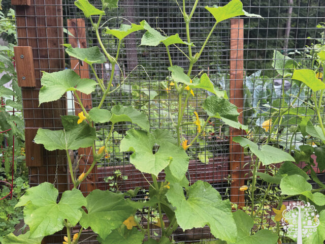 cucumber