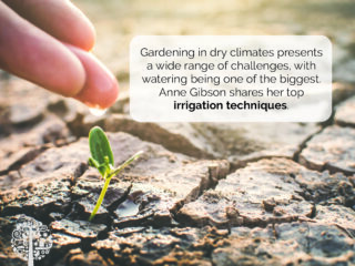 Watering Techniques in a dry climate.
