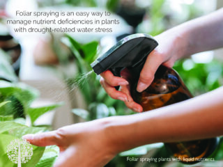 Foliar spray as watering technique. 