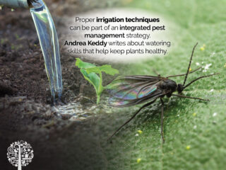Watering for IPM.