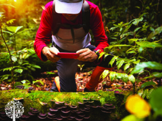 Have you tried foraging wild mushrooms?