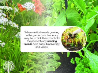 Winning weeds you want for biodiversity in the garden.