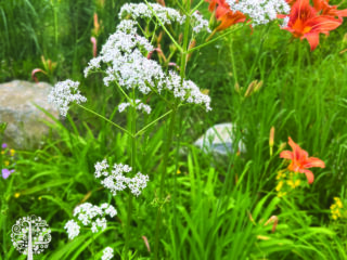 Winning weed, Queen Anne's Lace.