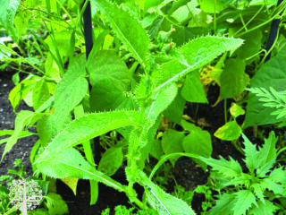 Winning weeds include thistles. 
