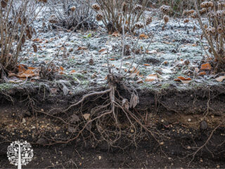 roots in winter garden