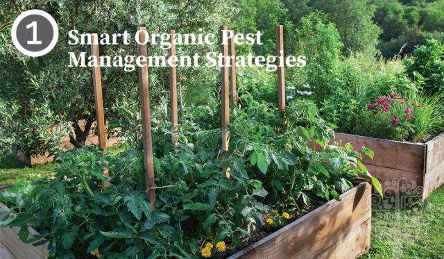 Smart Organic Garden Pests Management Strategies