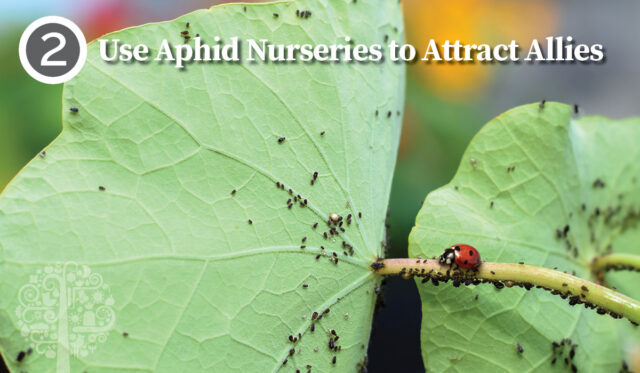 Use Aphid Nurseries to Attract Allies