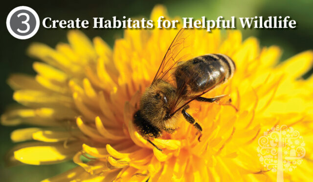 Create Habitats for Helpful Wildlife