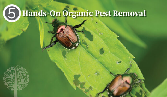 Hands-On Organic Pest Removal