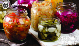 fermenting