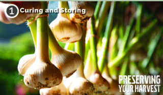 Curing and storing
