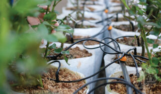 Crop Steering: Irrigation.