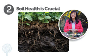 Anne Gibson tells us why soil health is important