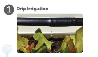 Drip Irrigation