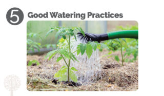 Good Watering Practices