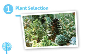 Plant selection