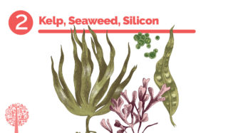 Kelp, algas, silicio
