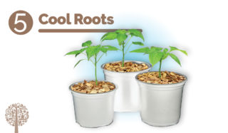 Cool roots