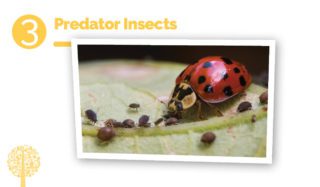 Predator Insects