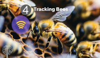 Tracking Bees