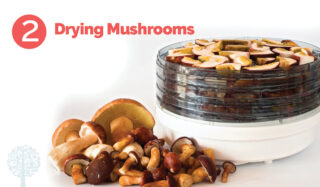 Drying mushrooms.