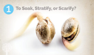 To soak, stratify, or scarify?