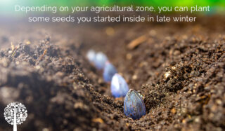 Depending on your agricultural zone, you can plant some seeds you started inside in late winter.