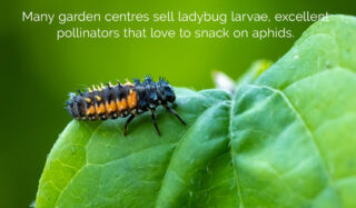 Ladybug larvae sits on a green plant.