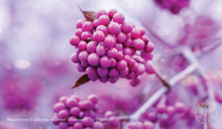 Close up of a pink berry growing on a tree